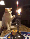 桌子 猫咪 蜡烛 吓跑