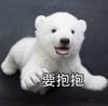 萌宠 狗熊 要抱抱 开心 搞怪 逗