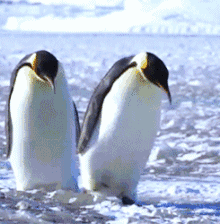 企鹅 脚滑 滑冰 呆萌 可爱