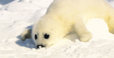 北极熊 爬行 雪地 可爱 呆萌