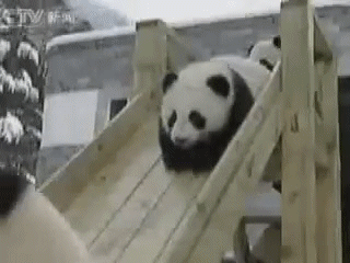 滑梯 熊猫 雪地 摔倒