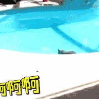 狗 可爱 卖萌 搞怪 搞笑