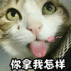 你拿我怎样 猫 搞怪 可爱 呆萌
