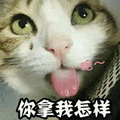 你拿我怎样 猫 搞怪