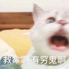 萌宠 猫星人 救命啊 有穷鬼 呆萌 可爱