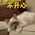 萌宠 猫 不开心 伤心 soogif soogif出品