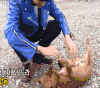 金泰亨 可爱 小狗 生无可恋 挠痒痒
