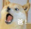 萌宠 汪星人 爸 我来了 搞怪 呆萌