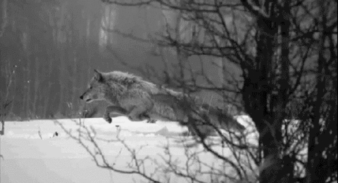 狼 奔跑 雪地 冬天