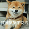 我就笑笑不说话 柴犬 搞怪 逗
