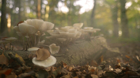 森林 蘑菇 落叶 一缕阳光