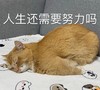 萌宠 猫星人 人生还需要努力吗 无奈 搞怪 逗