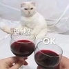 萌宠 猫星人 盘他 好的 搞怪 可爱