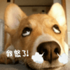 我怒了 狗狗 向上看 喷气