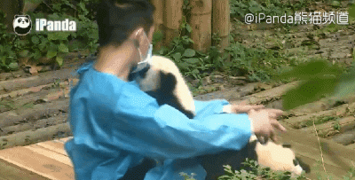 熊猫 饲养员 萌
