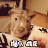 萌宠 汪星人 握爪 成交 搞怪 呆萌