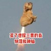 萌宠 猫星人 买了唐三票的我 快乐似神仙 呆萌 可爱