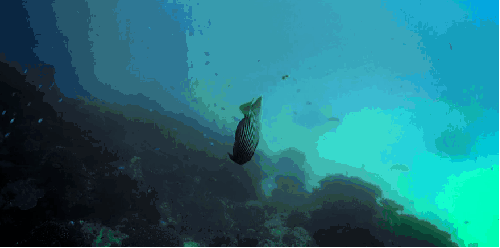 塞舌尔群岛 海底 清澈 热带鱼 纪录片 蔚蓝 风景