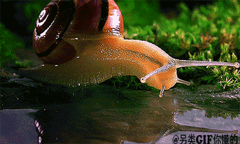 蜗牛 玩水 柔软 恶心 萌 触角
