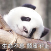 萌宠 熊猫 生命不息 颓废不止 呆萌 可爱