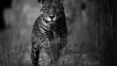 捷豹 Jaguar car 猎豹 霸气 动物