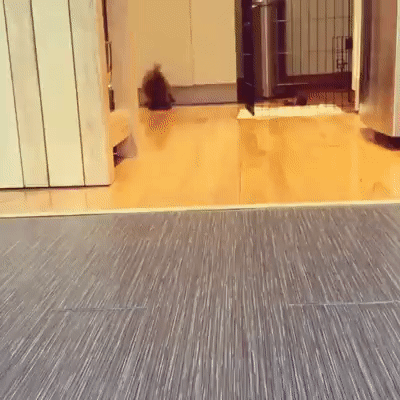 汪星人 玩耍 跳躍 粉球