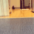 汪星人 玩耍 跳跃 粉球
