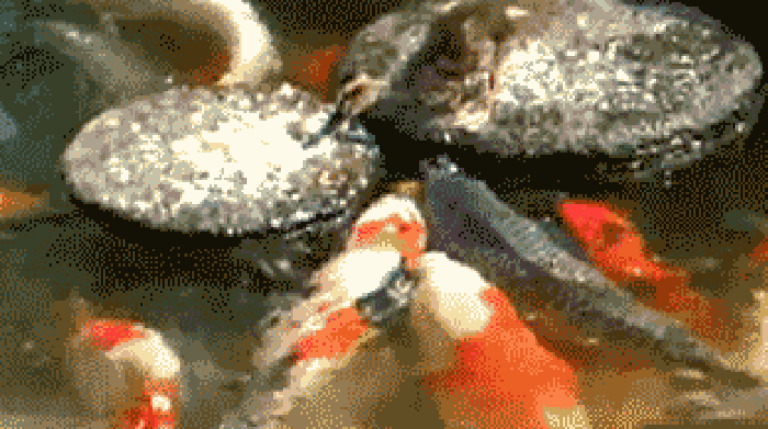鲤鱼 红色 水面 游动