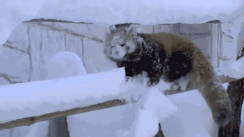 小熊猫 雪 玩耍 可爱