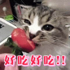 猫咪 吃柿子 好吃