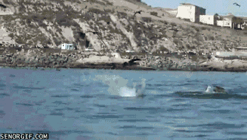 皮划艇  自然 动物 鲸鱼