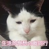 萌宠 喵星人 生活的忧愁与我同行 我太难了 呆萌 可爱