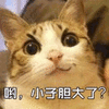 小子 猫 胆肥 搞怪 逗