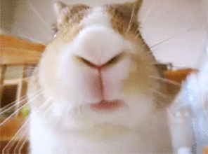 兔兔gif动态图片,萌宠小吃货动物萌萌哒动图表情包