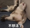 萌宠 喵星人 不想活了 生无可恋 呆萌 淘气