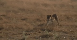 动物 掠食动物战场 狮子 纪录片 荒野 跑