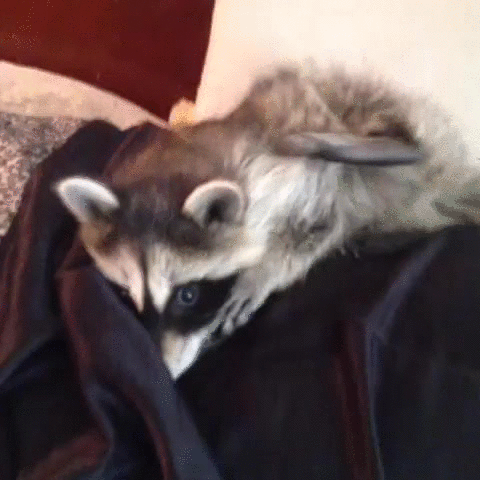浣熊 raccoon 呆萌 蠢 咬尾巴