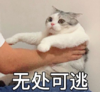 喵星人 可爱 萌宠 逗 文字表情包