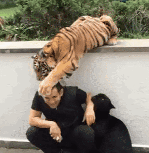 动物 老虎 搞笑 害怕