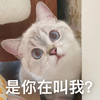 萌宠 汪星人 是你在叫我 好奇 呆萌 可爱