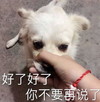 萌宠 汪星人 好了 你不要再说了 呆萌 可爱