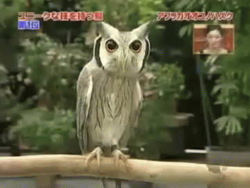 貓頭鷹 owl