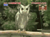 猫头鹰 owl