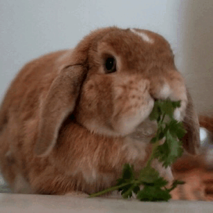 动物 胖兔子 呆萌 搞笑 吃香菜
