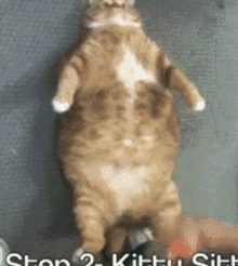 猫咪 喵星人 肥胖 搞笑 可爱