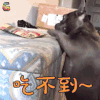 萌宠 斗牛犬 吃不到 soogif soogif出品