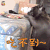 萌宠 斗牛犬 吃不到 soogif soogif出品