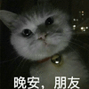 晚安 朋友 猫 可爱 呆萌