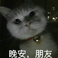 晚安 朋友 猫