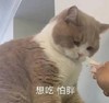 萌宠 猫星人 想吃 怕胖 呆萌 可爱